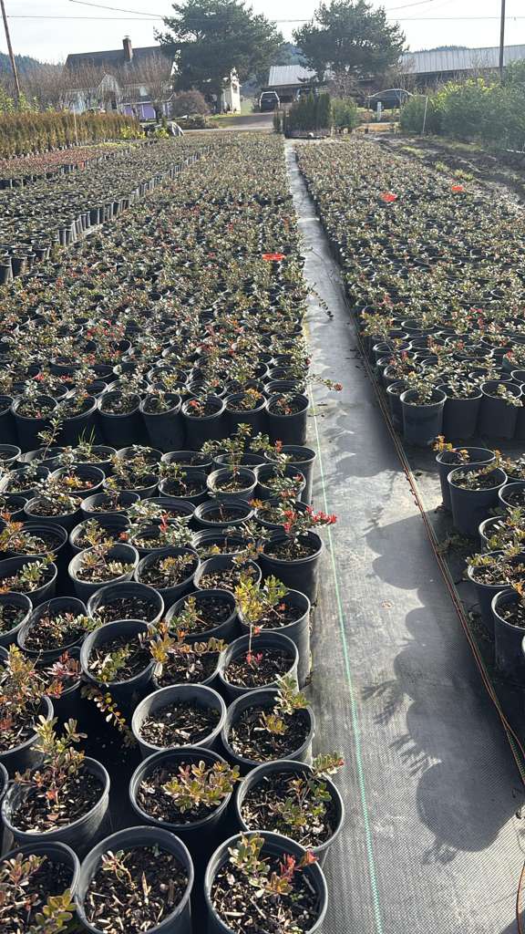 Kinnikinnick Vancover Jade 1 Galon $3 ,1 (1)