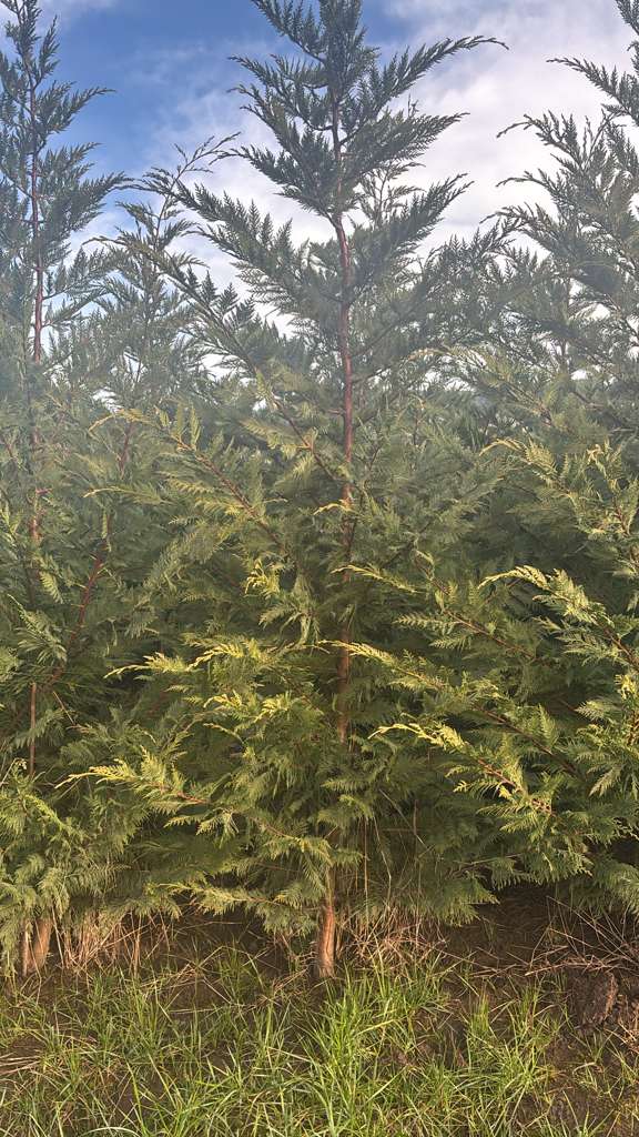 Leyland Cypress 9ft $50