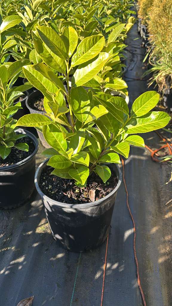 Prunus English Laurel 2galones $6 (1)