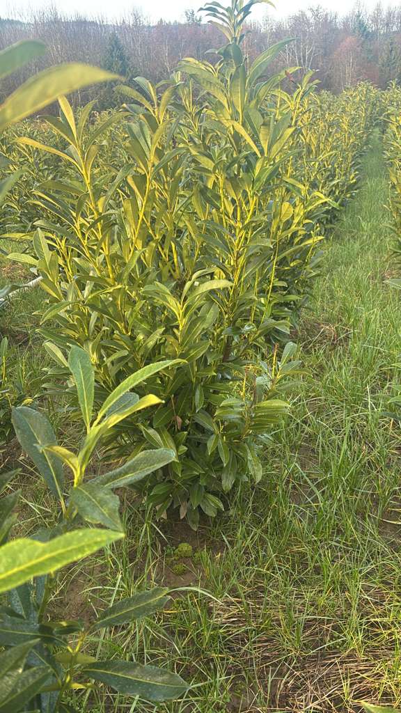 Prunus Skip Laurel 4ft $20 (02)