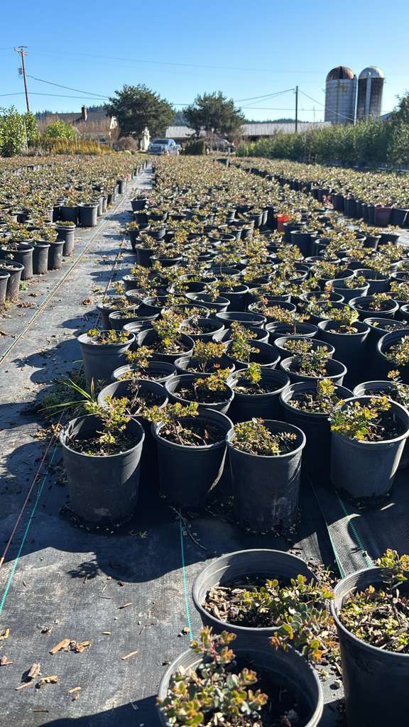 kinnikinnick emerald carpet 1 galon $3 ---