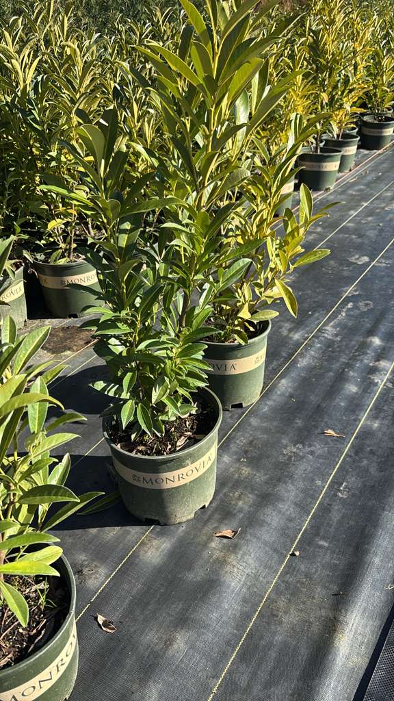 prunus skip laurel 3 gallon $9..